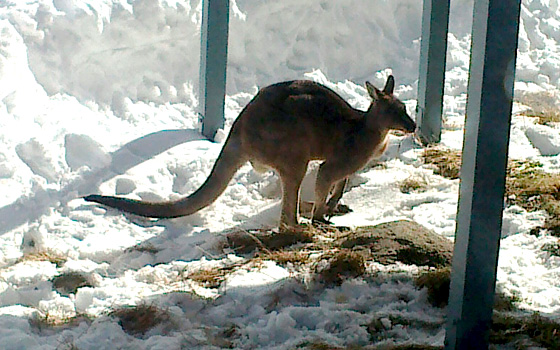 Kangaroo, 2014 